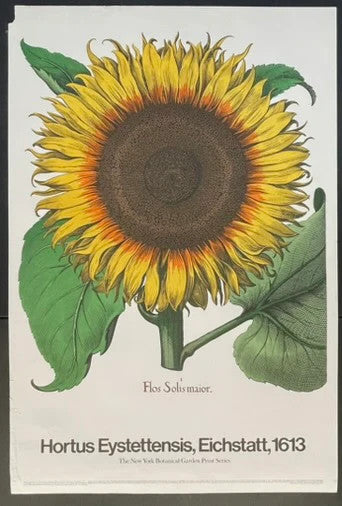 Hortus Eystettensis, Eichstätt 1613 (1970s) Botanical Exhibition Poster 24x36